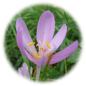 Saffron Crocus Flower Closeup PNG Image