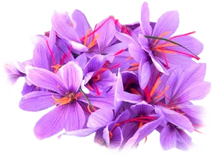 Saffron Crocus Flowers Cluster.png PNG Image