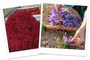 Saffron Harvestand Processing PNG Image