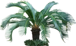 Sago_ Palm_ Tropical_ Tree.png PNG Image