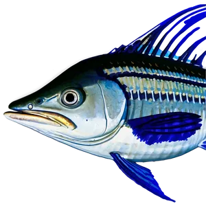 Sailfish Conservation Image Png Vud PNG Image