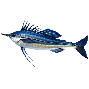 Sailfish Species Profile Png 20 PNG Image