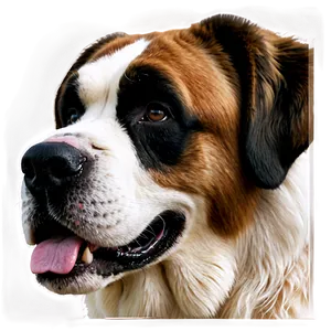 Saint Bernard Close-up Portrait Png Hbo PNG Image