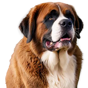 Saint Bernard Drool Face Png Mqk PNG Image