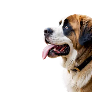 Saint Bernard Drool Face Png Nkn50 PNG Image