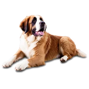 Saint Bernard Ears Flapping Png Mcc PNG Image