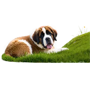 Saint Bernard Lying In Grass Png 06252024 PNG Image