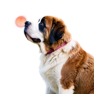 Saint Bernard Watching Sunset Png Dnw PNG Image