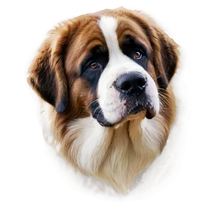 Saint Bernard With Eyes Closed Png 56 PNG Image