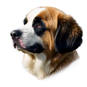 Saint Bernard With Eyes Closed Png Pjv PNG Image