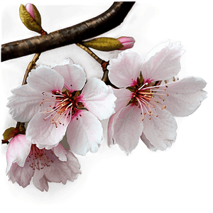 Sakura Blossom PNG 06252024 PNG with transparent background