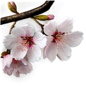 Sakura Blossom Png 06252024 PNG Image