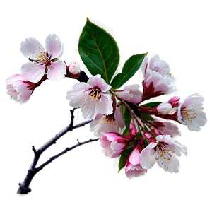 Sakura Blossom PNG xcm37 PNG with transparent background