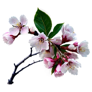 Sakura Blossom Png Xcm37 PNG Image