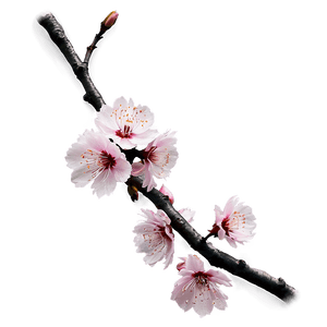 Sakura Branch PNG 06202024 PNG