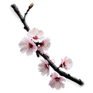 Sakura Branch Png 06202024 PNG Image