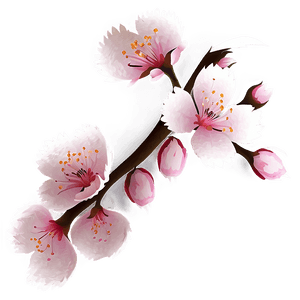 Sakura Flower Art PNG nwm PNG