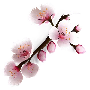 Sakura Flower Art Png Nwm PNG Image