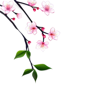 Sakura Flower Illustration Png Iid PNG Image