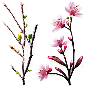 Sakura Flower PNG tnu37 PNG