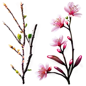 Sakura Flower Png Tnu37 PNG Image