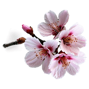 Sakura Flower PNG yxf PNG