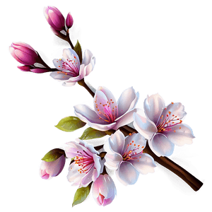 Sakura Flower Vector PNG 06202024 PNG