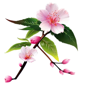 Sakura Flower Vector Png Qdf98 PNG Image