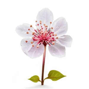 Sakura Petal PNG 06202024 PNG