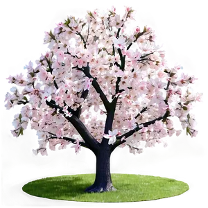 Sakura Tree In Early Spring Png 60 PNG Image