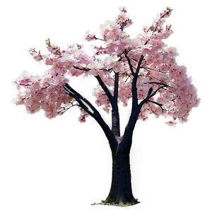 Sakura Tree In Park Setting Png Hkm PNG Image