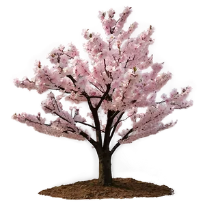 Sakura Tree In Urban Setting Png 78 PNG Image