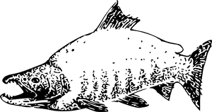 Salmon, HD Png Download PNG with transparent background