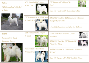 Japanese Spitz, HD Png Download PNG