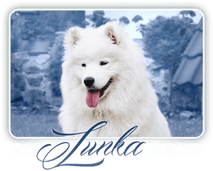 Samoyed Everything Changes Carpathian White Smile - Dog Yawns, HD Png Download PNG