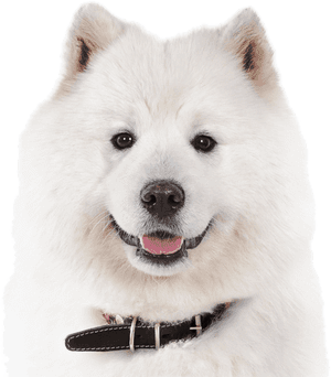 Samoyed Png, Transparent Png PNG