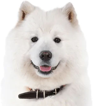 Samoyed Dog Portrait Smiling PNG Image