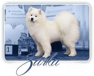 Samoyed Desert Rose Carpathian White Smile - American Eskimo Dog, HD Png Download PNG