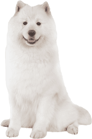 Wolfdog, HD Png Download PNG