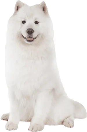 Samoyed Dog Sitting Portrait PNG Image