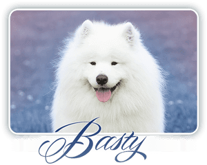 Samojed Bastion Of Joy Carpathian White Smile - Dog Yawns, HD Png Download PNG