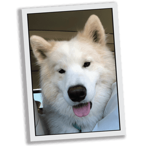 Samoyed, HD Png Download PNG