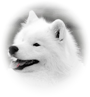 Japanese Spitz, HD Png Download PNG