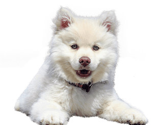 Samoyed - Susan Garrett Dog Training Quotes, HD Png Download PNG