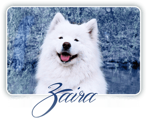 Samoyed Crystal Heart Carpathian White Smile - Dog Yawns, HD Png Download PNG