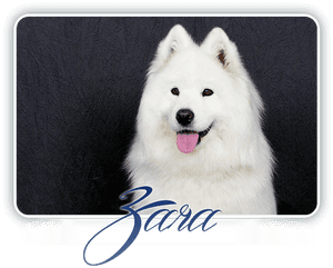 Samojed D-blanche Xamba Yoshi And Us - American Eskimo Dog, HD Png Download PNG