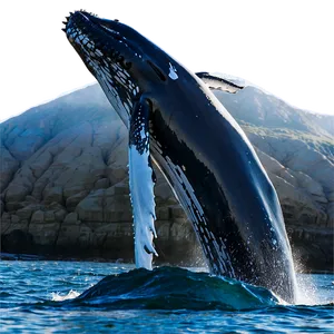 San Diego Whale Watching Png Okp PNG Image