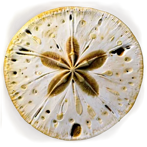 Sand Dollar Pattern Png 34 PNG Image