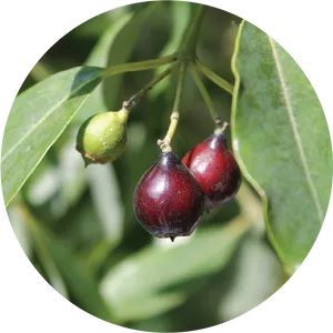 Sandalwood Tree Berries PNG Image