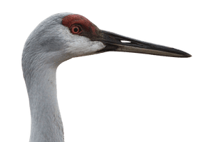 Sandhill Crane Profile Portrait PNG image with transparent background